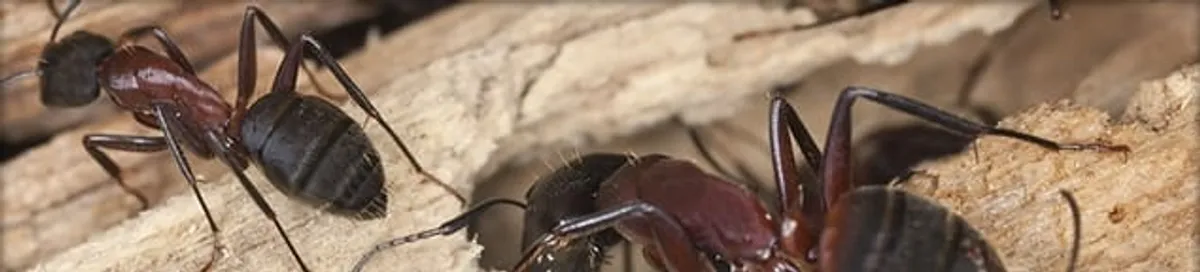 Close-up of ants on wood showing an active ant infestation in Lakewood, CO