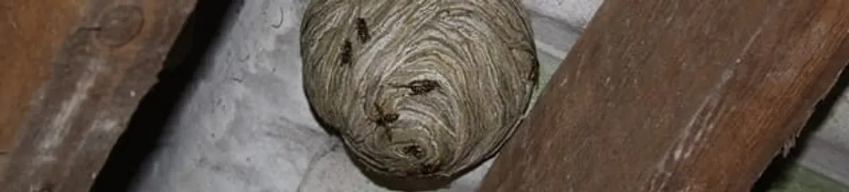 Wasp nest in an attic space, a common home infestation risk in Lakewood, CO
