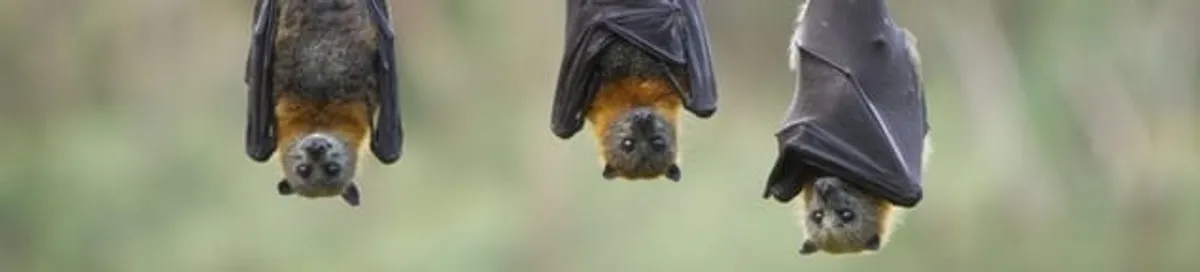 Bats roosting together, a common sign of a bat infestation in Lakewood, CO