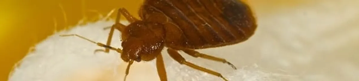 Close-up of a bed bug, a sign of an active infestation in Lakewood, CO