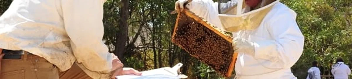 Bee removal specialists relocating a hive and honeycomb safely in Lakewood, CO