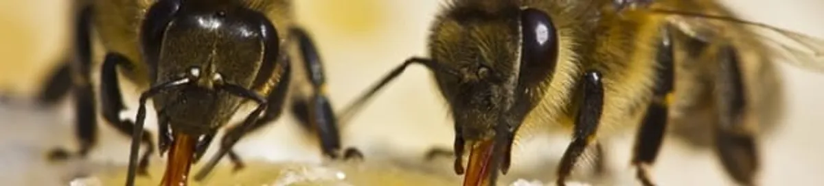 Close-up of honey bees, a sign of a nearby hive in Lakewood, CO
