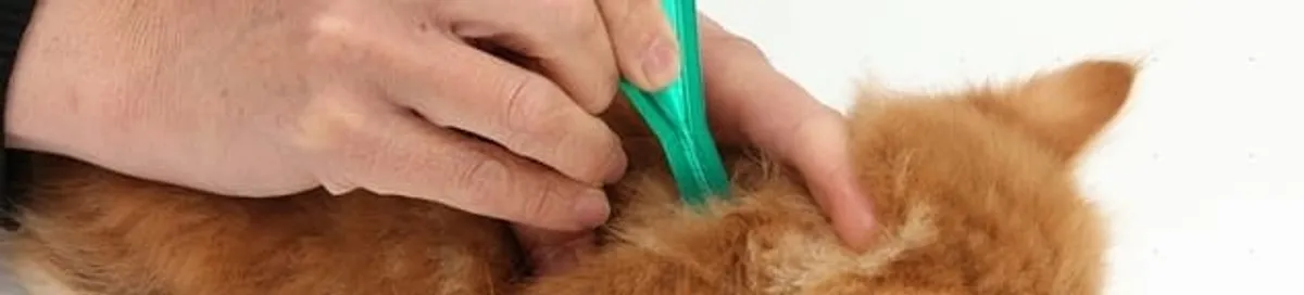 Flea treatment for pets using a flea comb, a sign of flea problems in Lakewood, CO