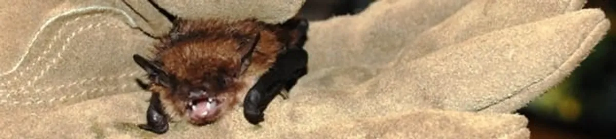 Bat removal specialist holding a bat safely during humane exclusion in Lakewood, CO