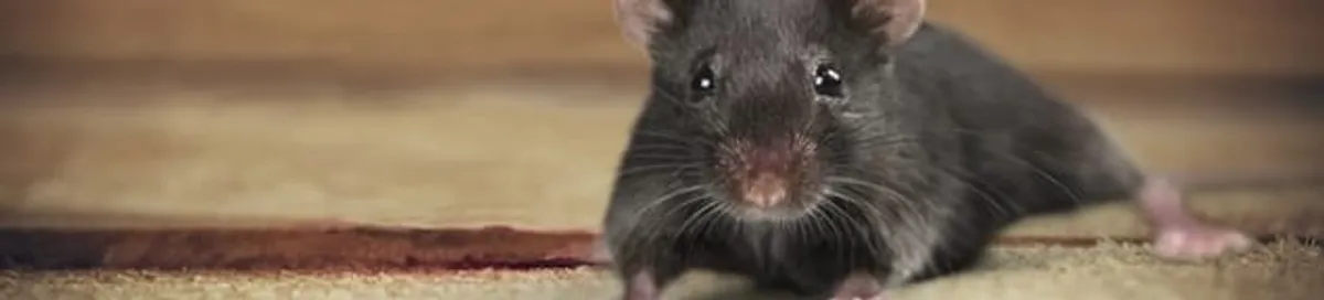 Mouse indoors, a common sign of a rodent infestation in Lakewood, CO