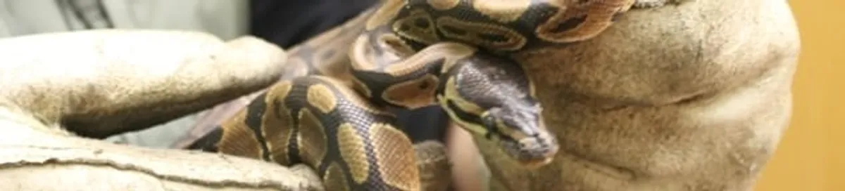 Snake removal specialist safely handling a snake with protective gloves in Lakewood, CO