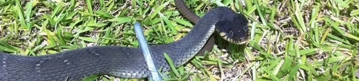 Snake in a yard, a common sign of a snake problem near a home in Lakewood, CO