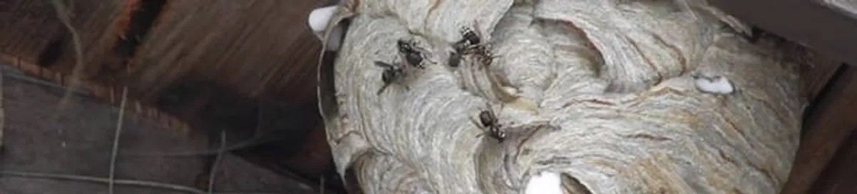 Close-up of a wasp nest with active wasps, a sign of an infestation in Lakewood, CO